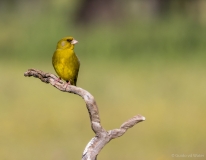 Yellow canarie on branch 2, Spain